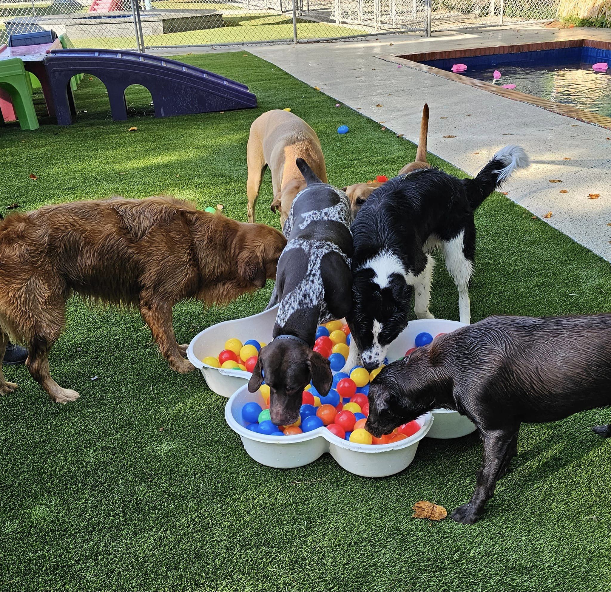 Animal House Dog Boarding, Grooming Wilmington & Jacksonville NC