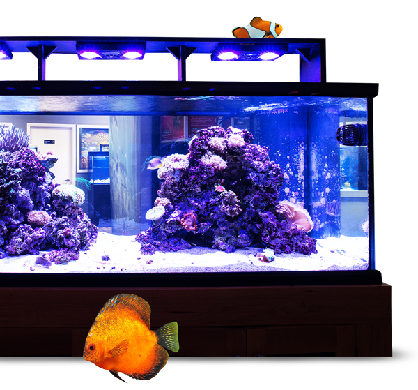 Saltwater Fish Store Near Me / The Aquarium Fish Store Home / Buy the best saltwater fish shop