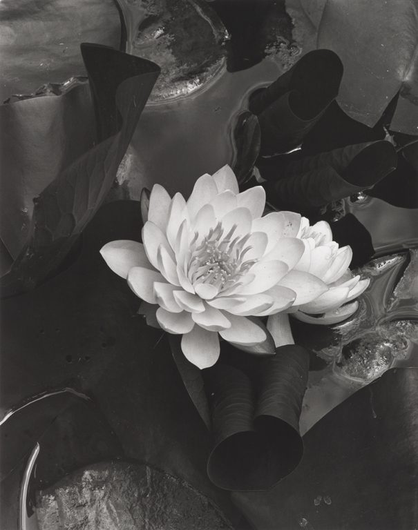 Waterlily Celebration, June 3, 1973 North Carolina Museum of Art