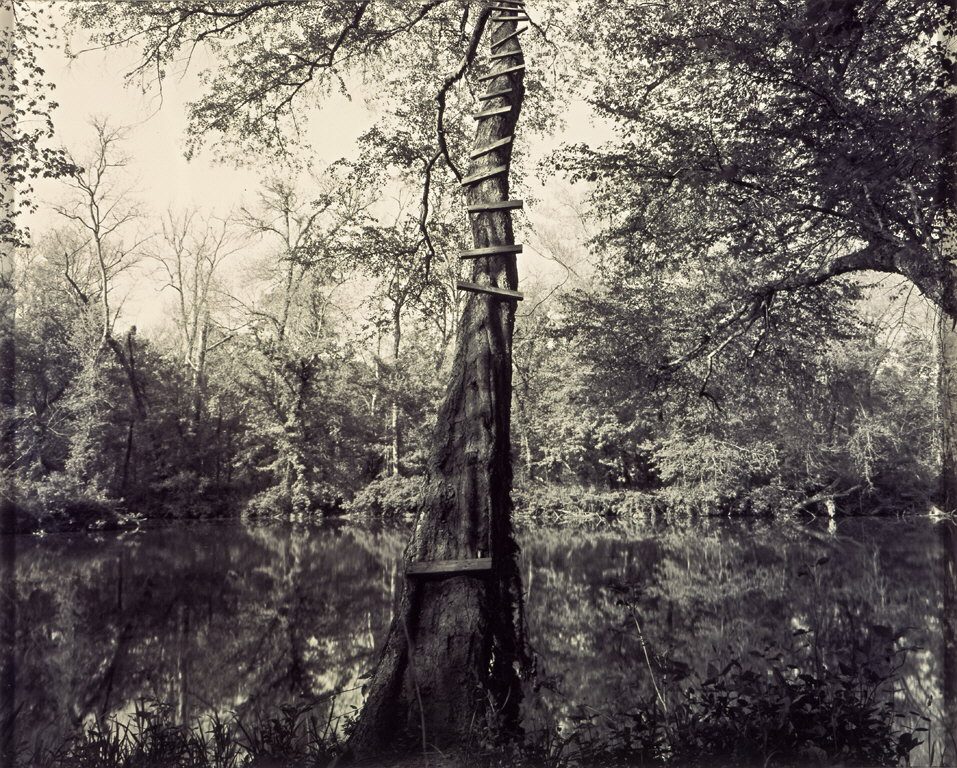 Jumping Tree, Haw River North Carolina Museum of Art