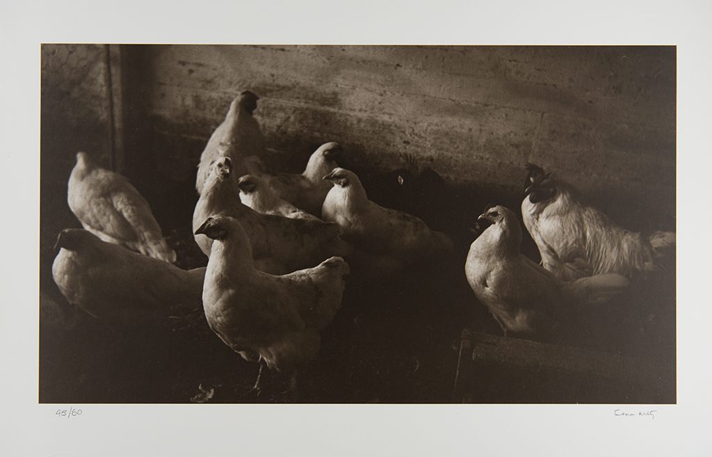 Chickens (Jackson) North Carolina Museum of Art