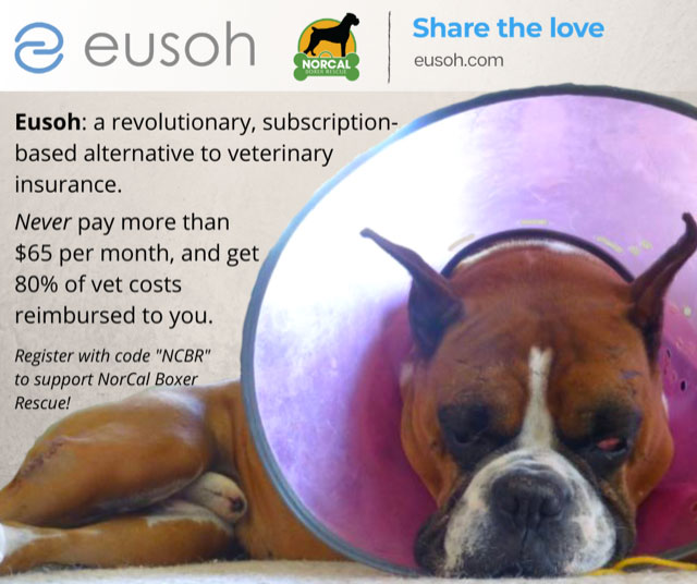 Puppies Boxer Rescue Near Me Across America Boxer Rescue Explore 4