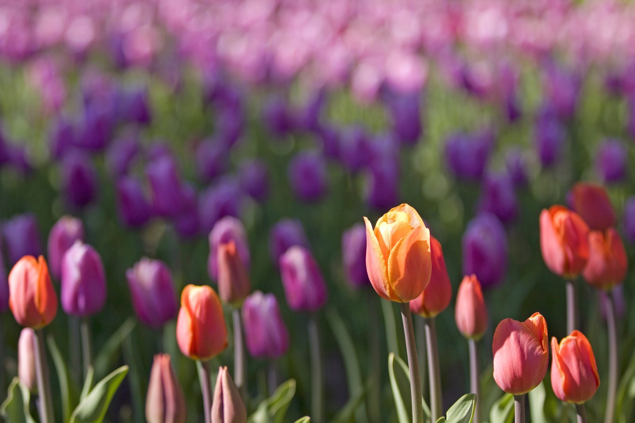 Six things you didn’t know about tulips… National Capital Commission