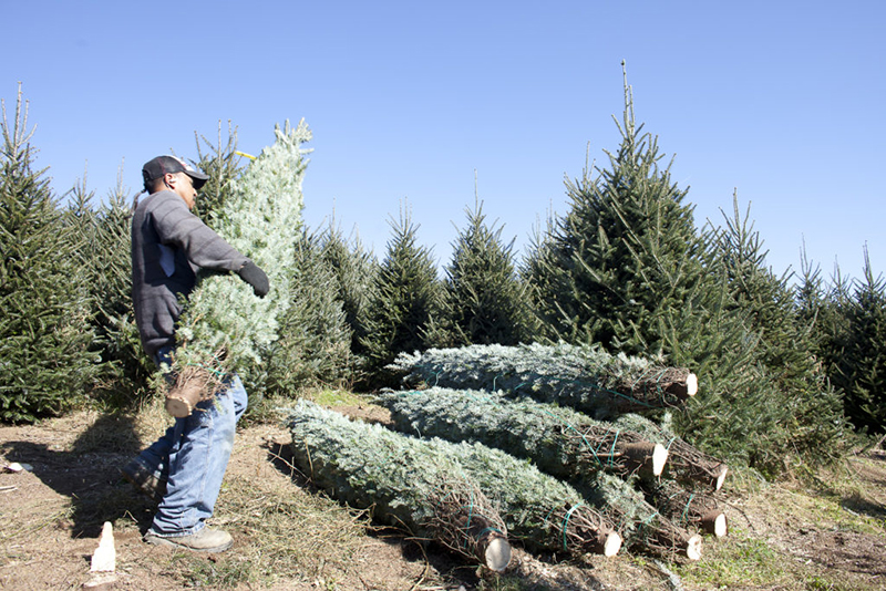 About Real Trees NC Christmas Trees Association