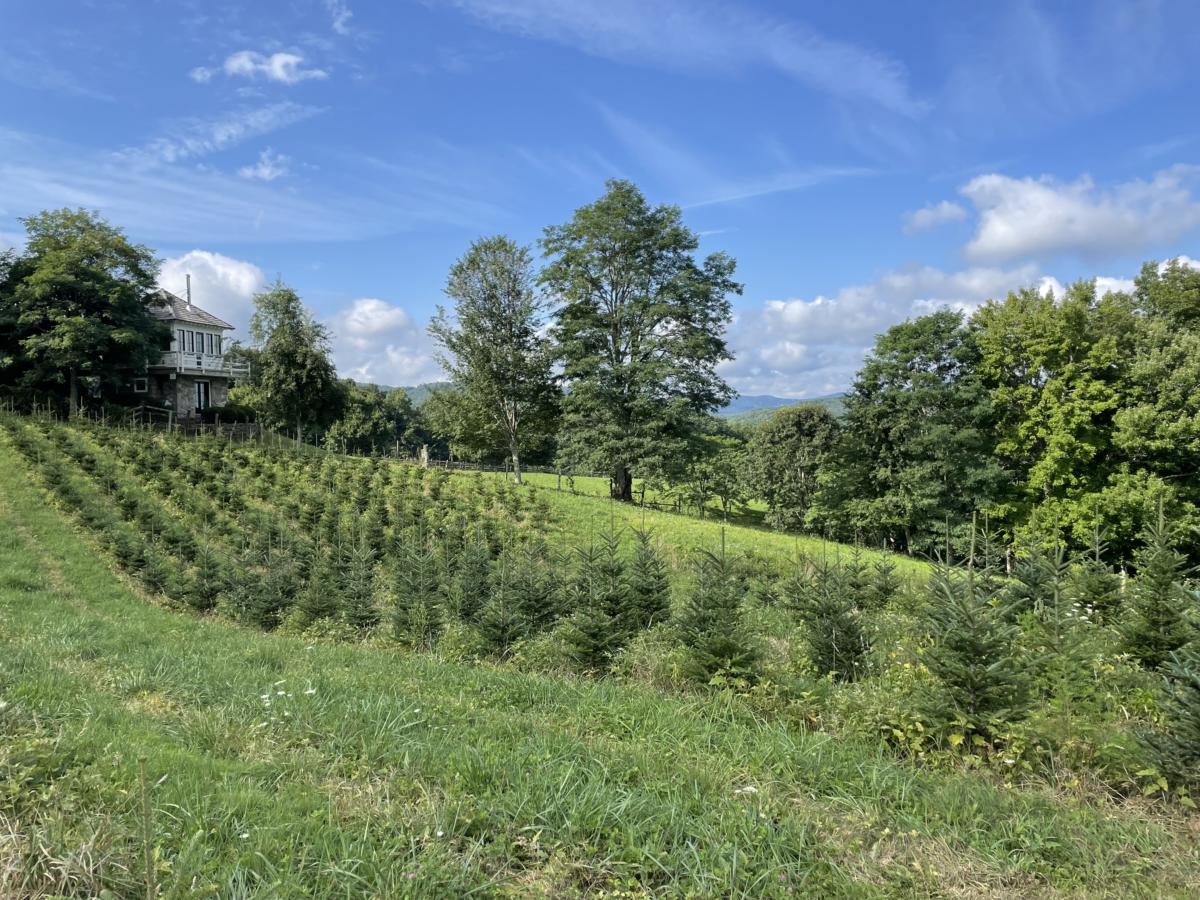 Current Inventory NC Christmas Trees Association