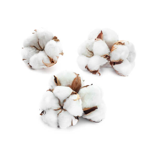 Kapas living 🍓Buy Kapas Living KAPAS Bolstercase