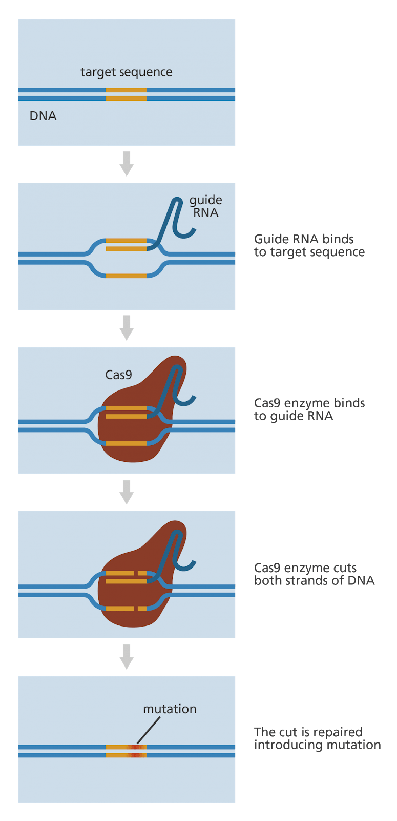 NC DNA Day » CRISPRCas9 Genome Editing of Humans Future or Fiction?
