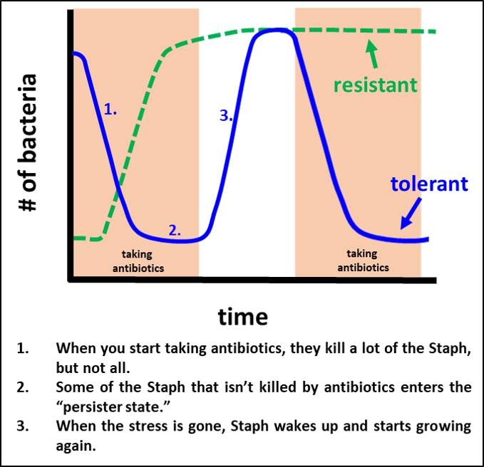 The Battle Against the Bugs Antibiotic Tolerance and Staph infections