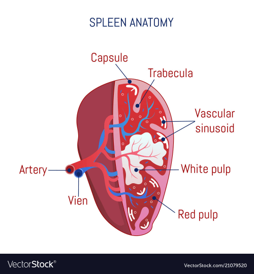 What the heck is the spleen? DNA Day Blog