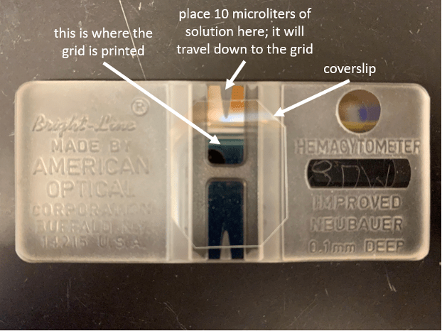 NC DNA Day » Science Word Wednesday Hemocytometer