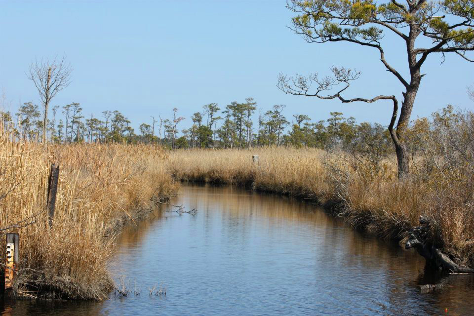 North Carolina Ducks Unlimited » mackay_island