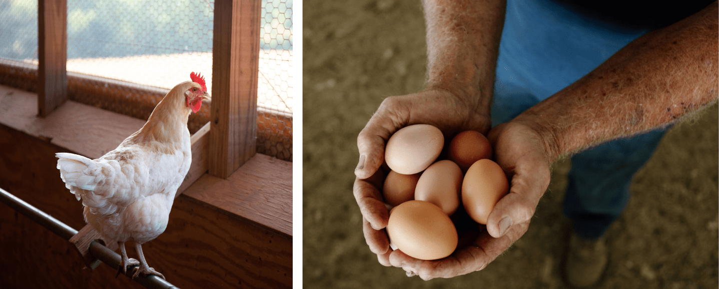 Which Came First The Chicken or the Egg? NC Egg Association