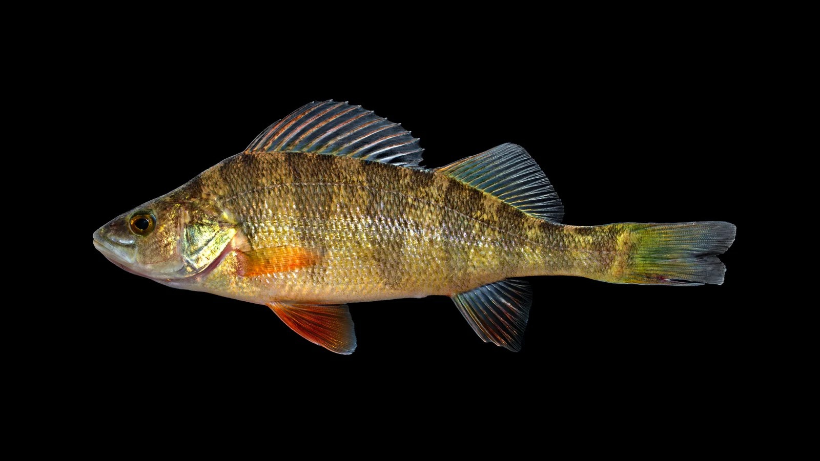 Darter and Perch (Family Percidae) Diversity in North Carolina