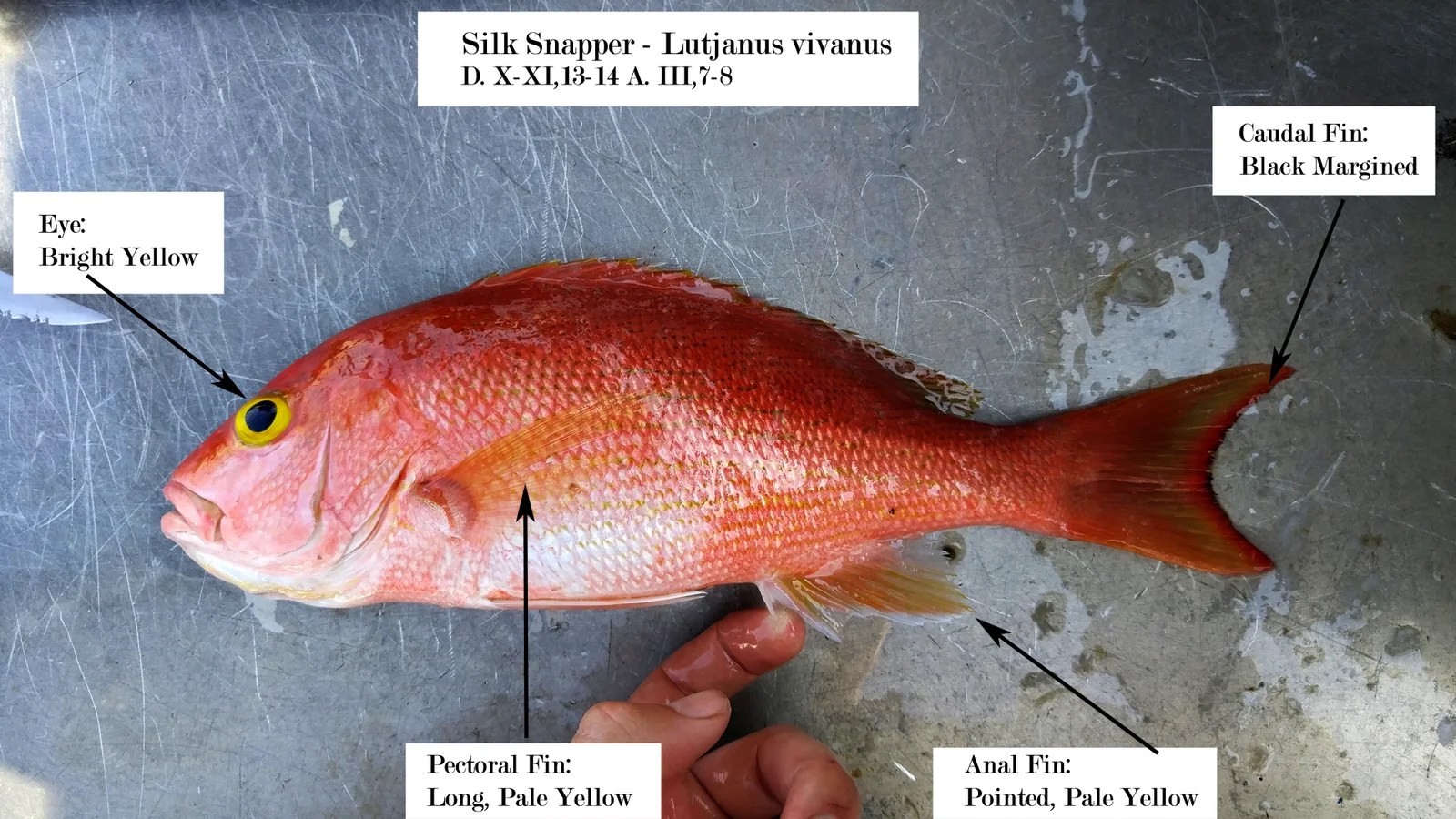 Red Snapper Vs Vermilion Snapper