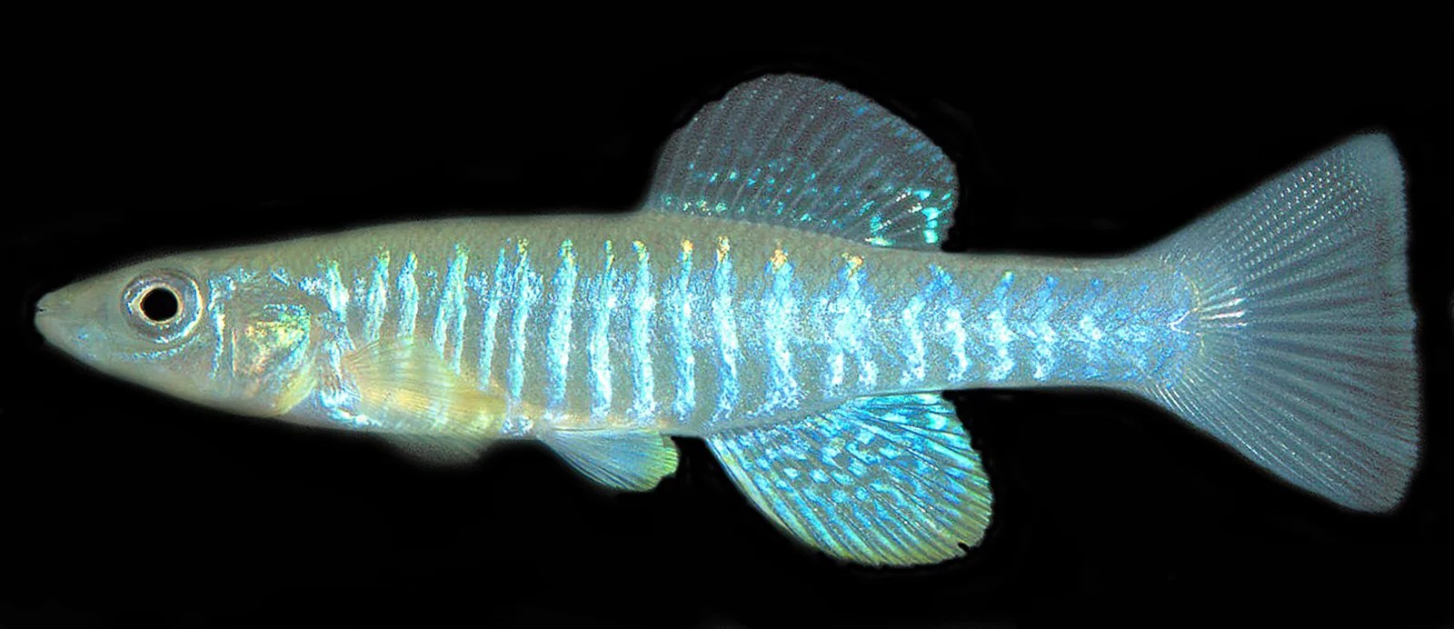 Fundulus sp. Lake Phelps Killifish »