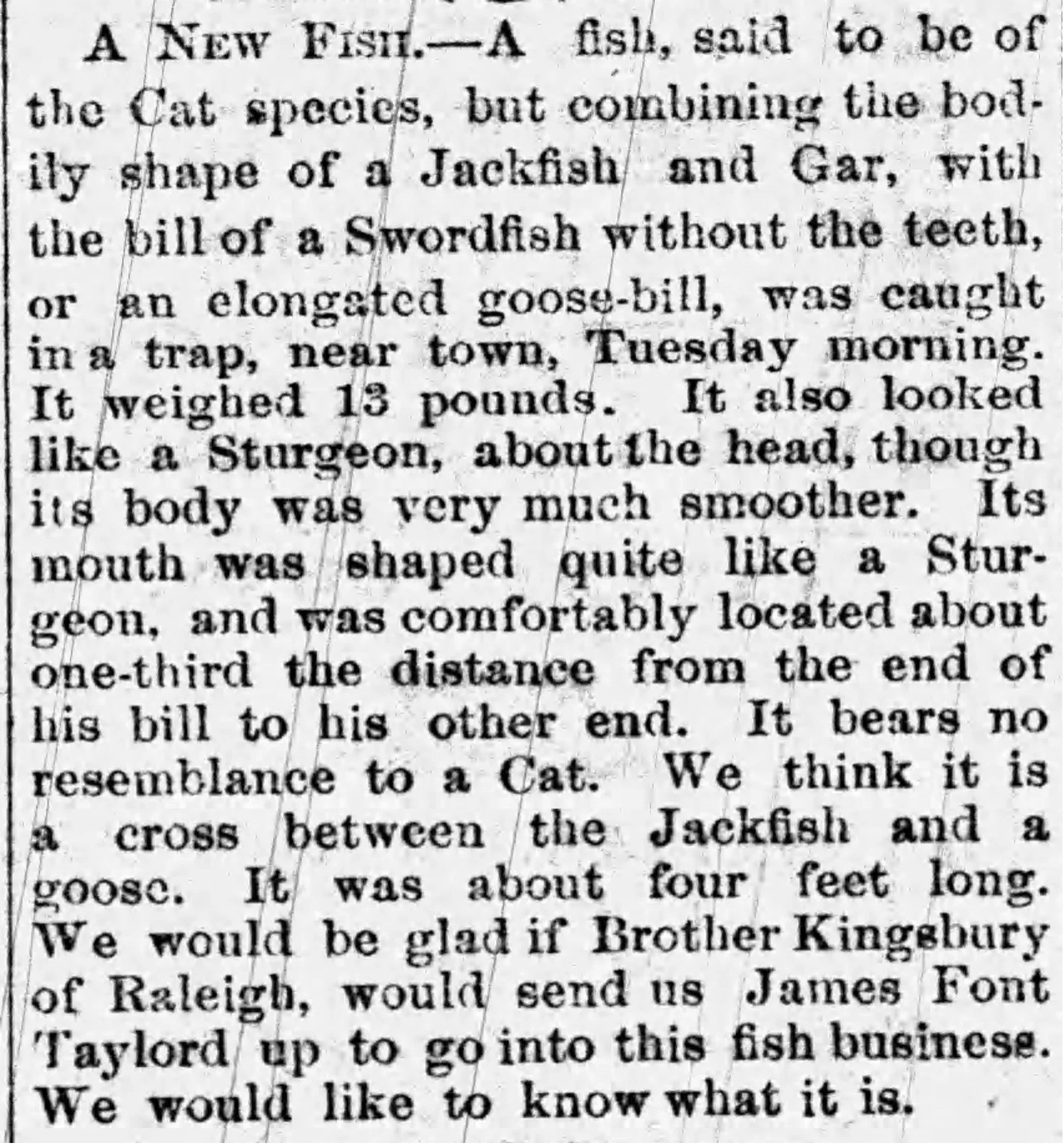 Paddlefish Mystery in Western North Carolina »