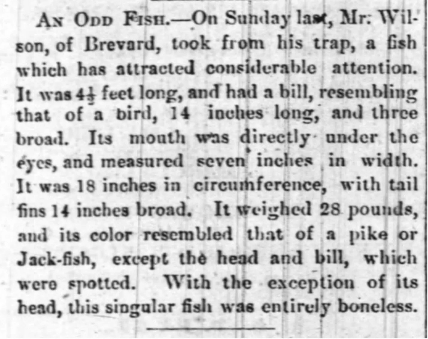 Paddlefish Mystery in Western North Carolina »