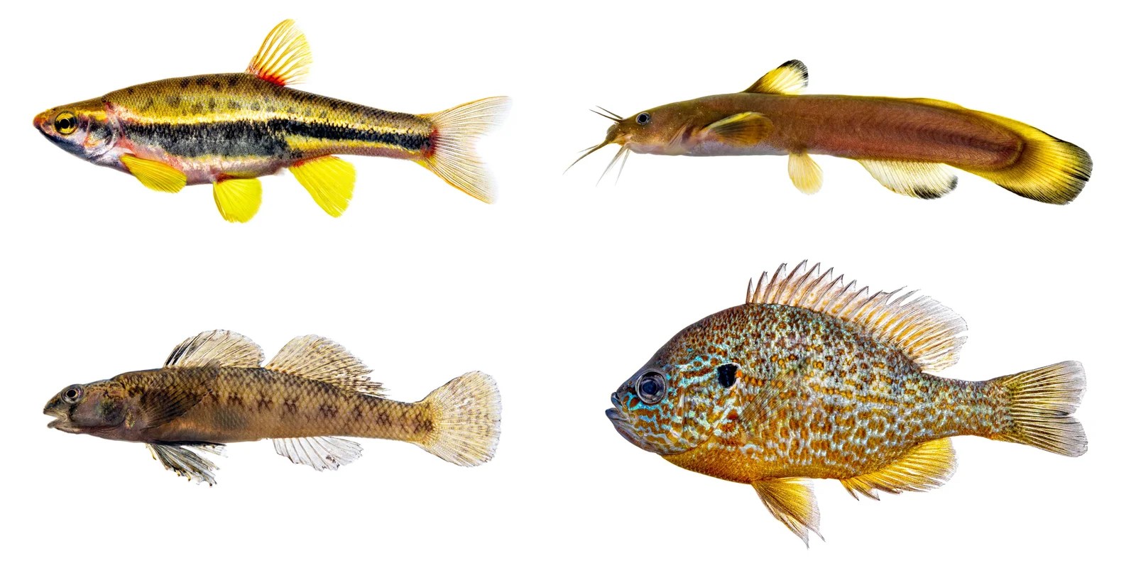 North Carolina’s New River Basin Fish Fauna A Foster Basin for Wanted