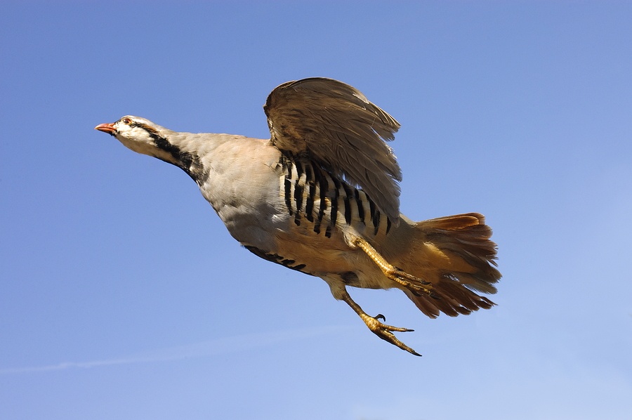 Chukar Partridge High Flight Game Birds LLC