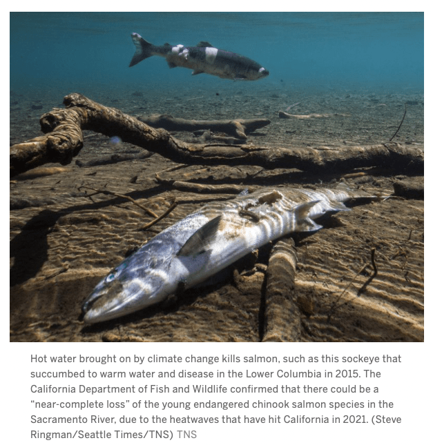 NCGASA's concerns about inland salmon fishery on the Sacramento River system NCGASA