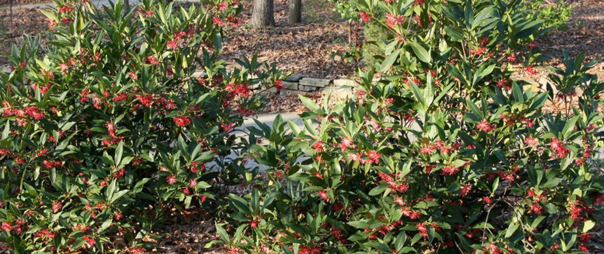 Choosing Deer Resistant Plants NC Greenprints