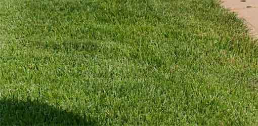 Meyer Zoysia Sod NC Sod & Mulch