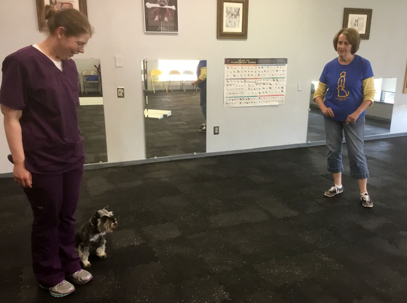 Photo Gallery North St. Louis County Dog Obedience Training Club