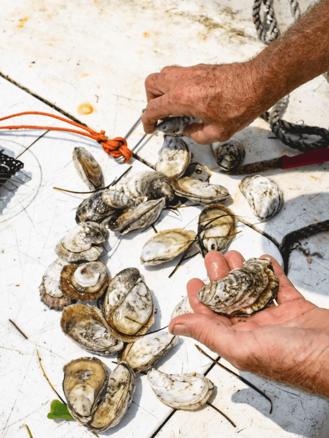 A Look Into the Outer Banks Oyster Trail NC Oyster Trail