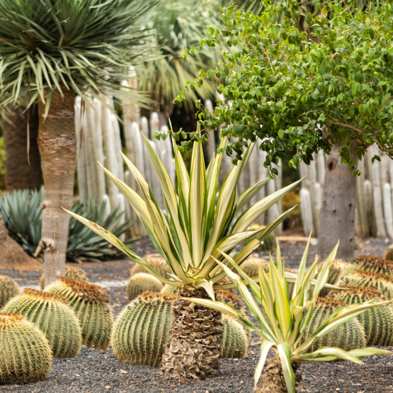 The Best Palm Trees & Yucca Rostratas For Sale in South Mills, NC