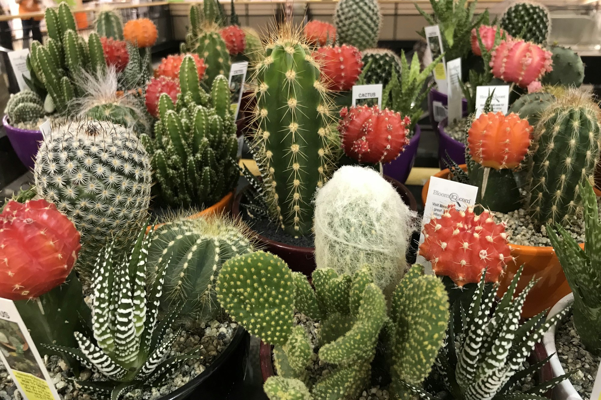 What are the Benefits of Cacti