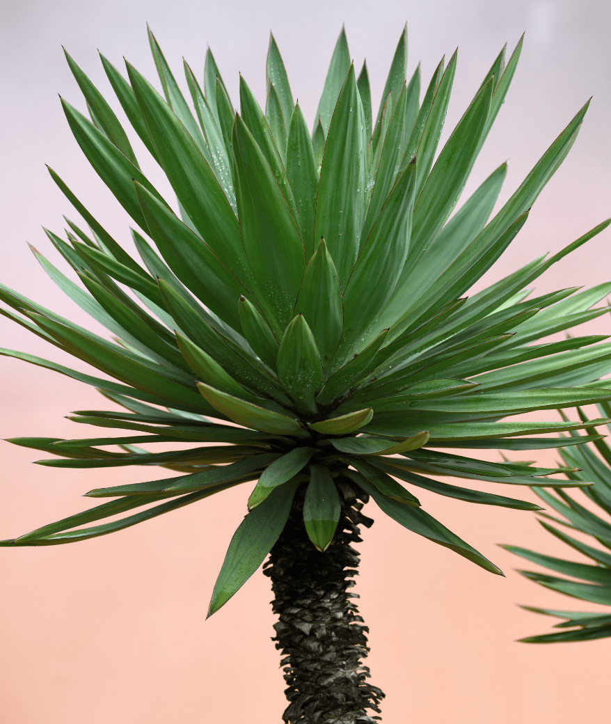 The Best Tropical and Desert Plants in Eastern NC Walker's Palm