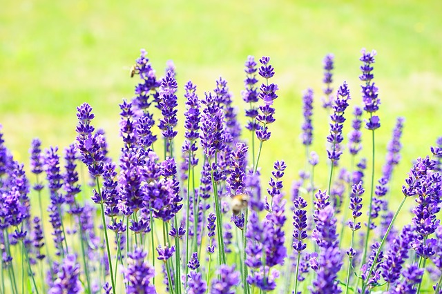 What You Can Do To Improve Your Organic North Cyprus Gardening