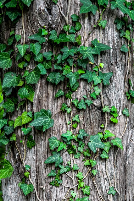 Find Your Green Thumb With These Great Tips On Horticulture