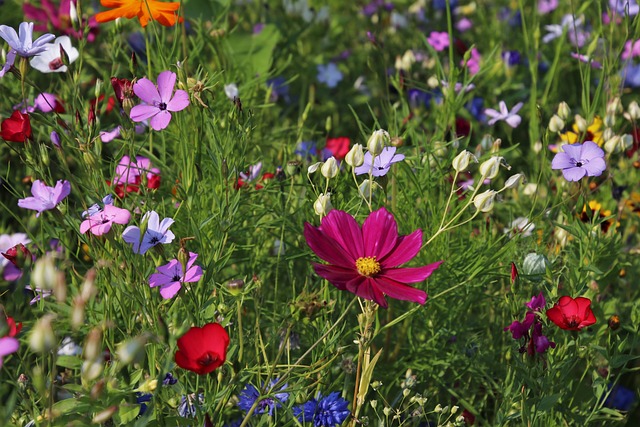 Horticulture Advice For A Healthy And Beautiful Garden