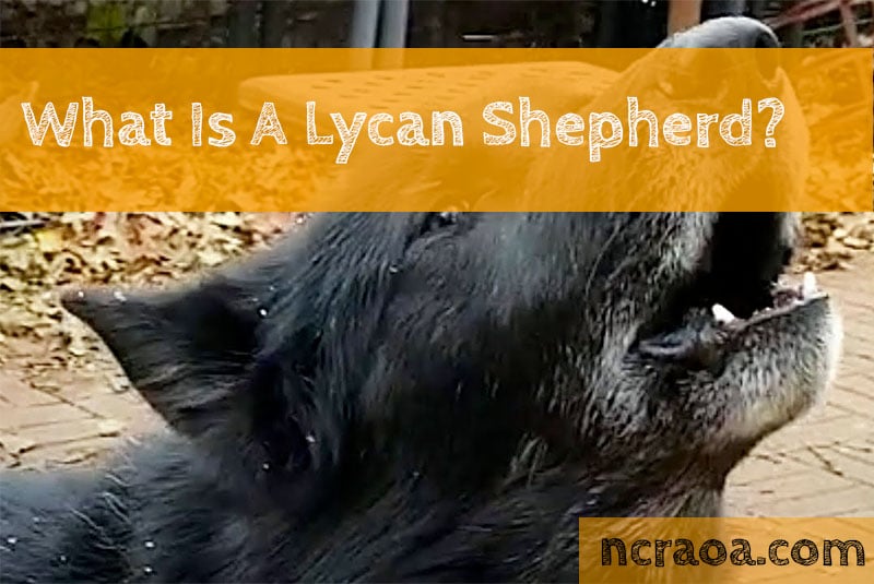 What Is A Lycan Shepherd? National Canine Research Association Of America