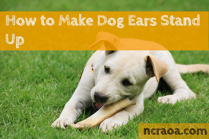 How To Make My Dog's Ears Stand Up? National Canine Research