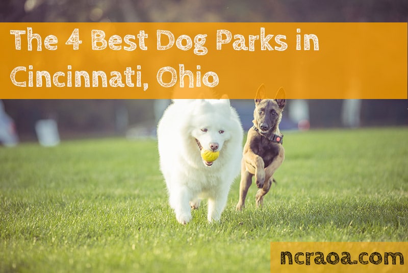 The 4 Best Dog Parks In Cincinnati National Canine Research