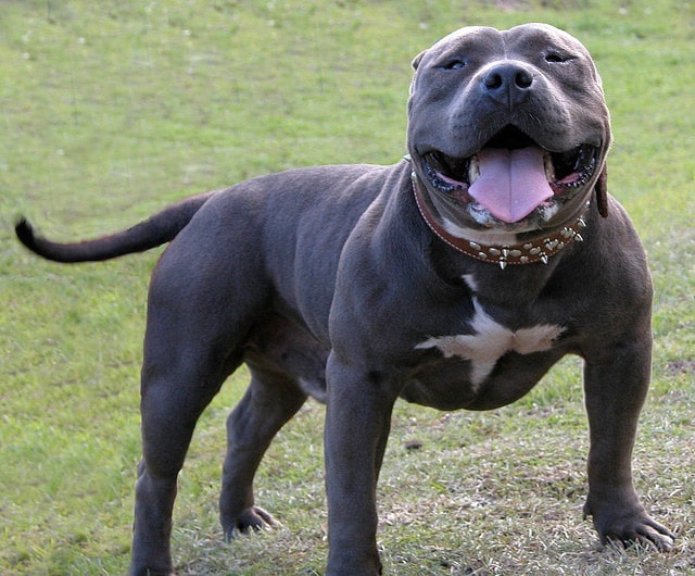 American Bully Breed Info National Canine Research Association Of America