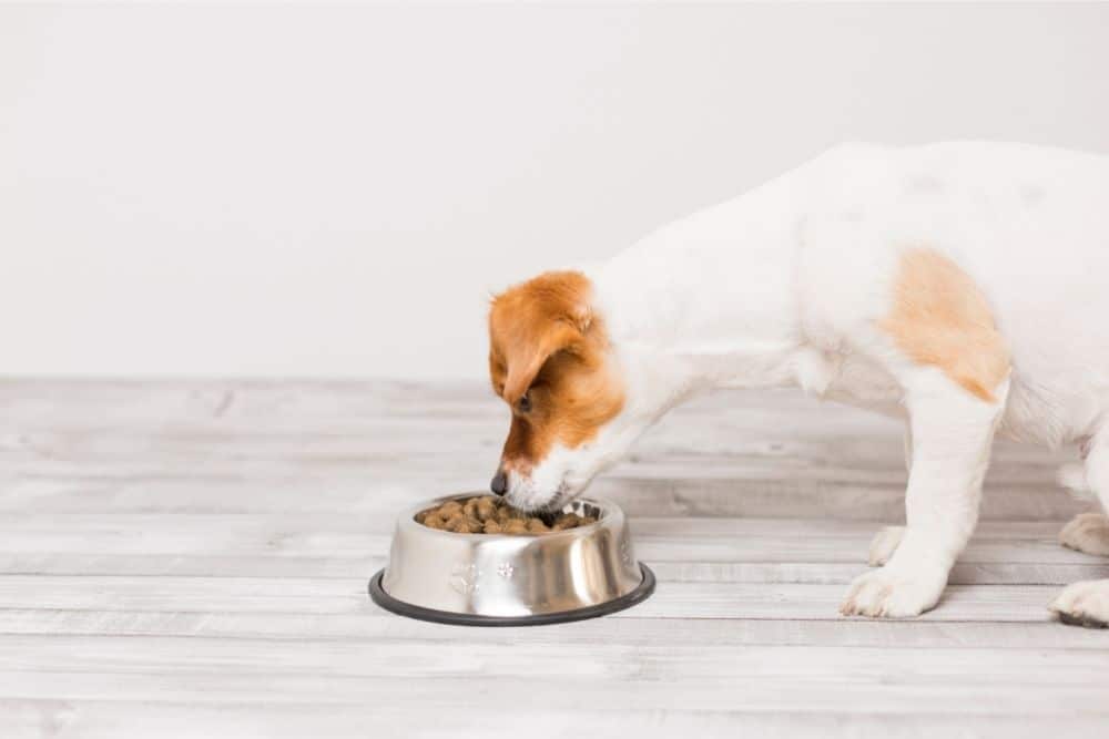 What's The Best Dog Food For Small Dogs (2022) National Canine