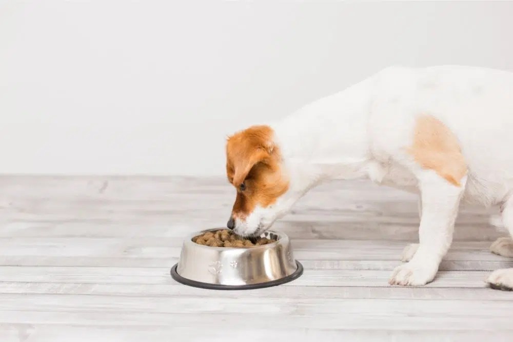 How Big Is A FullGrown Jack Russell Terrier? (Height, Weight & Size