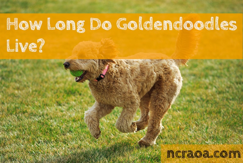 How Long Do Goldendoodles Live? National Canine Research Association