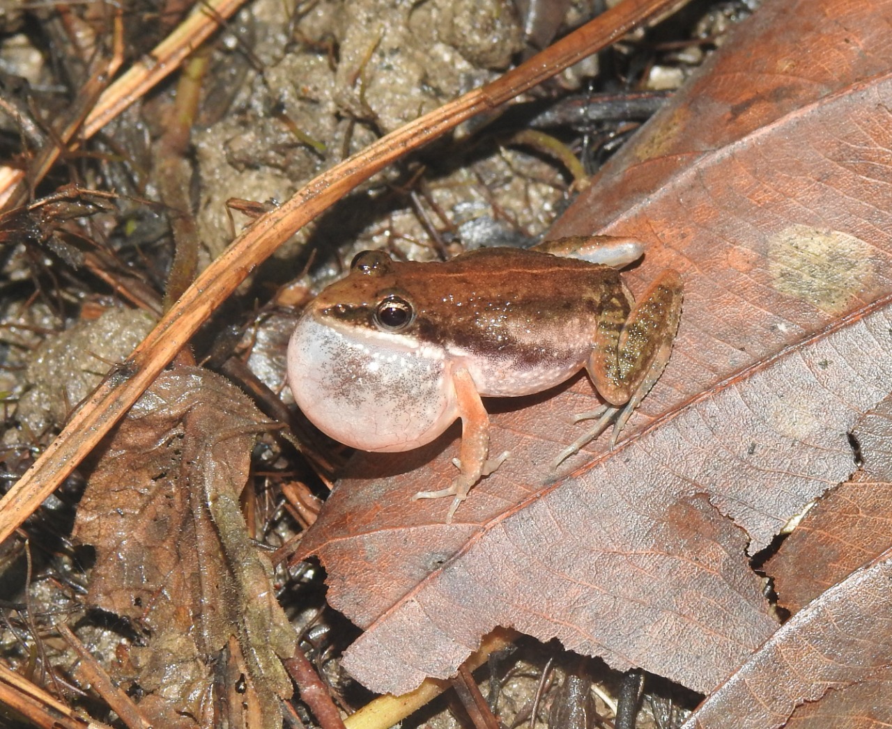 Chilapata rainpool frog Nepal Conservation and Research Center