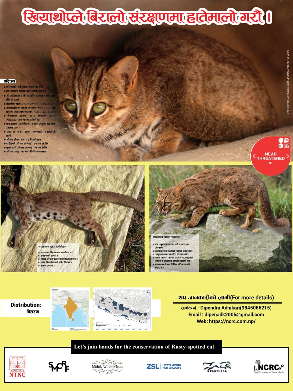 RustySpotted Cat Nepal Conservation and Research Center