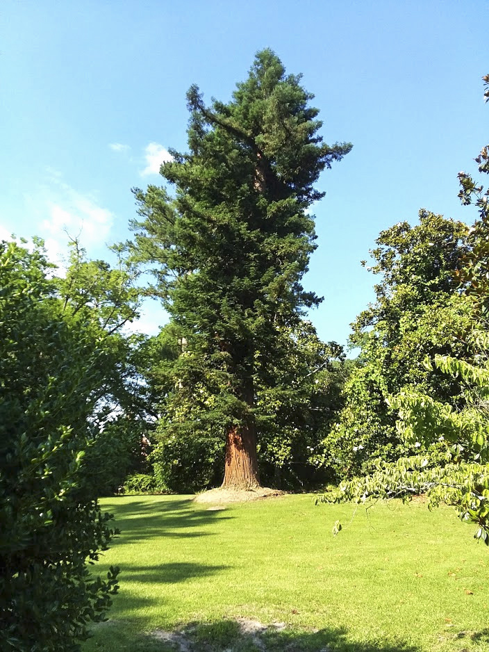 Contact North Carolina Redwood Sanctuary