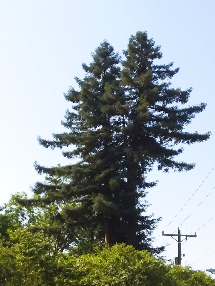 Contact North Carolina Redwood Sanctuary