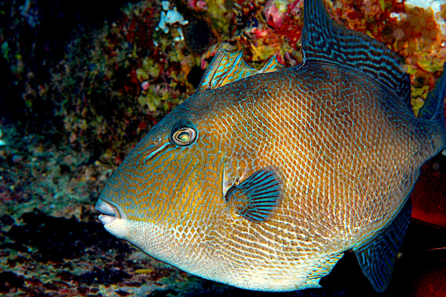 How Diverse Are Temperate Reef Fishes on the Southeast Coast? Hook