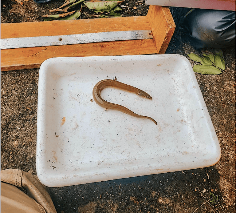 What’s the Status of American Eels in North Carolina’s Tidal Creeks