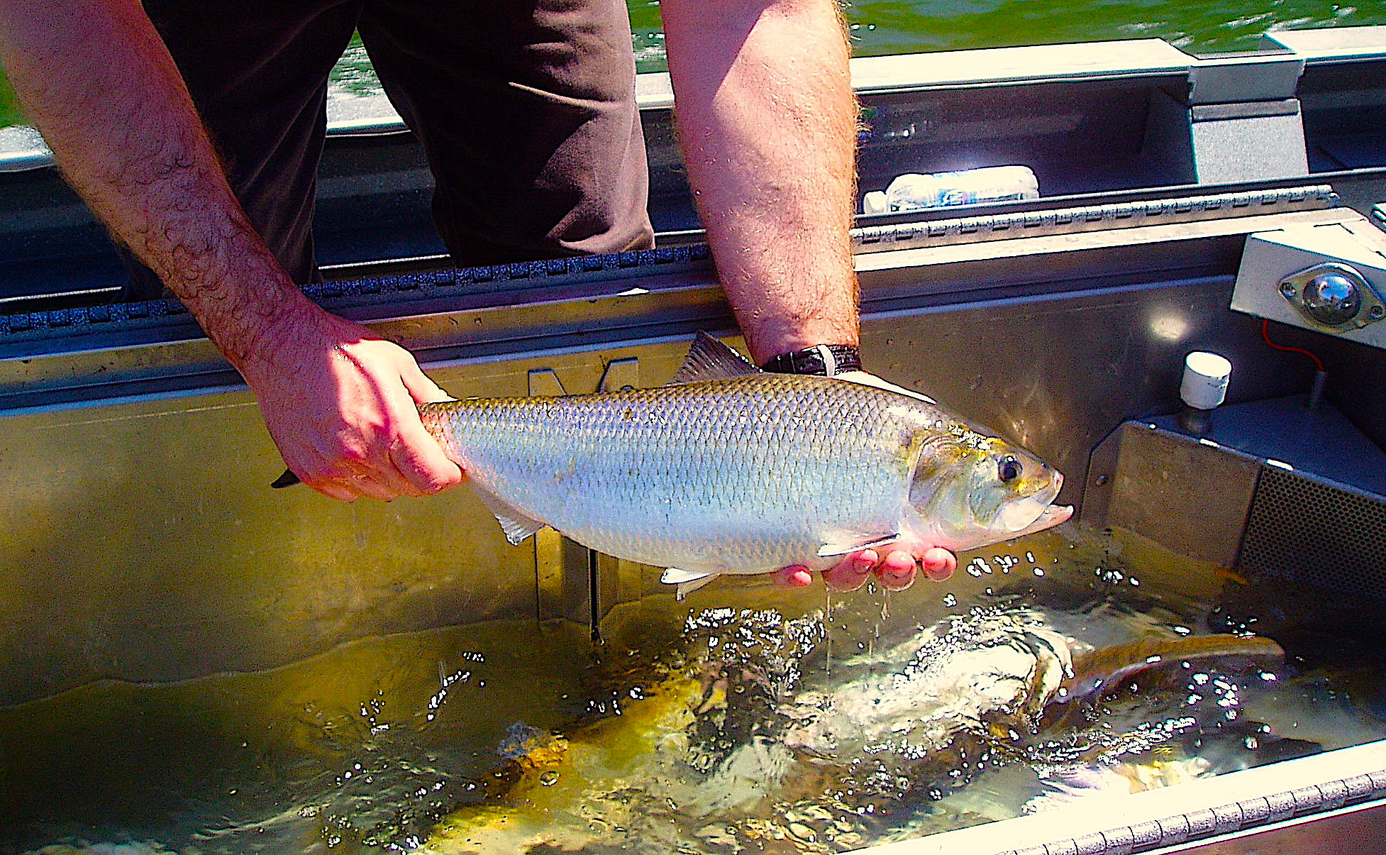 American Shad Fishing