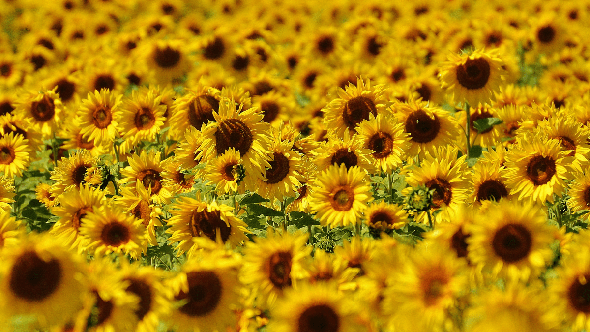 It’s sunflower season at Dix Park Get your camera ready! NC Voices