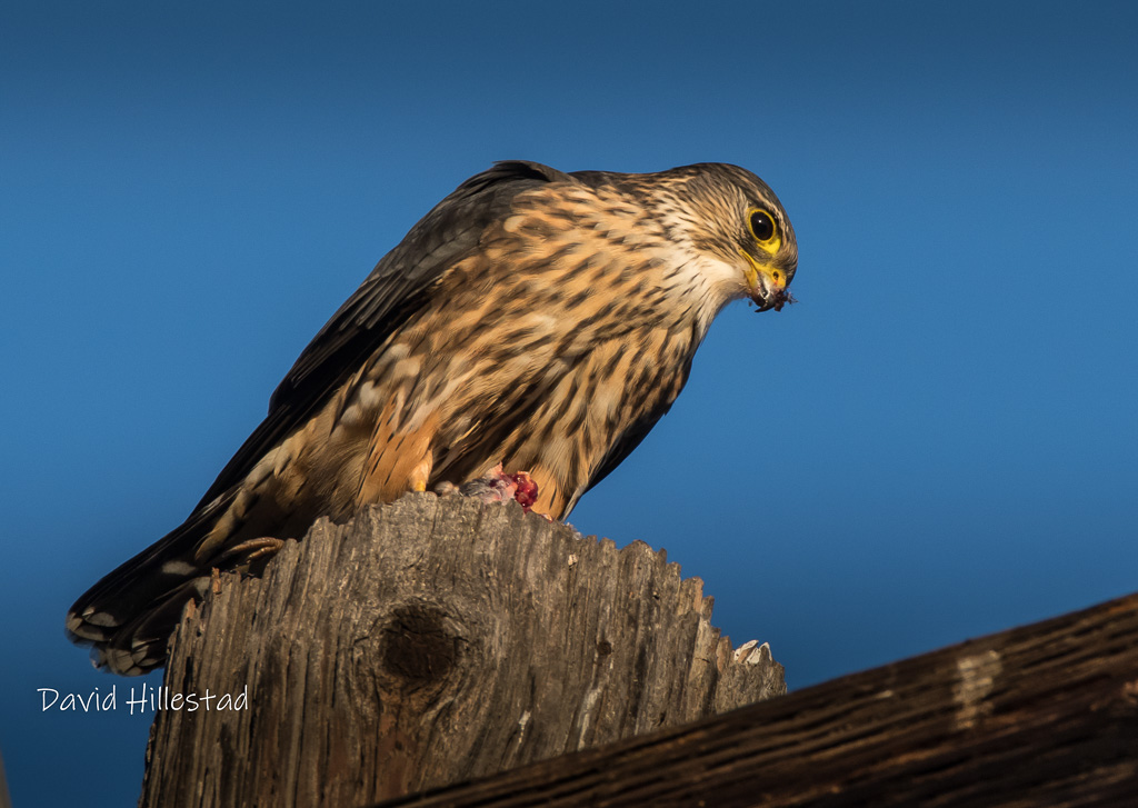 Falcons North Central Washington Audubon Society